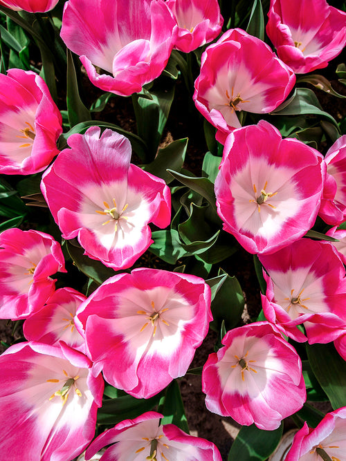 Tulpenbollen Innuendo wit/roze