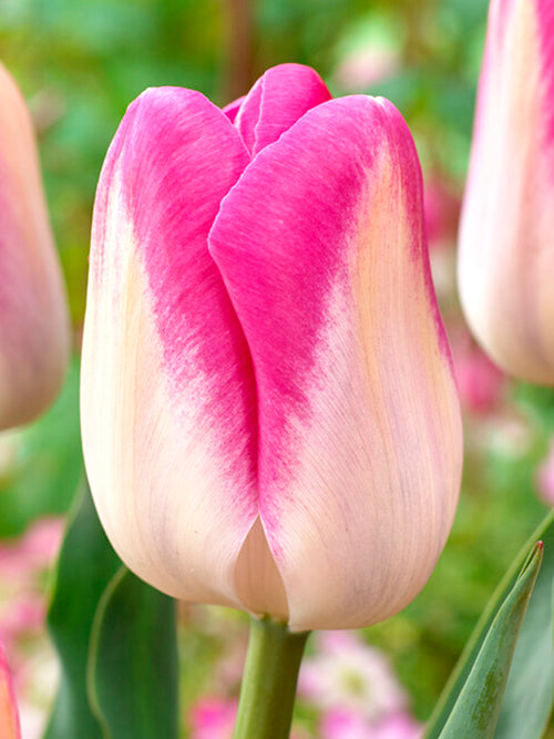 Tulpenbollen Innuendo wit/roze