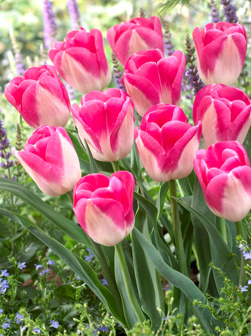Tulpenbollen Innuendo wit/roze