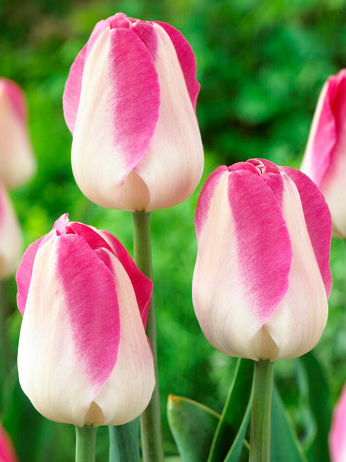 Tulpenbollen Innuendo wit/roze