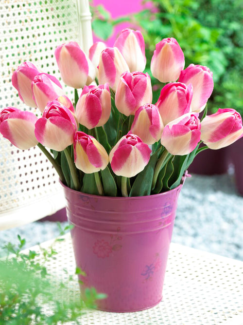 Tulpenbollen Innuendo wit/roze