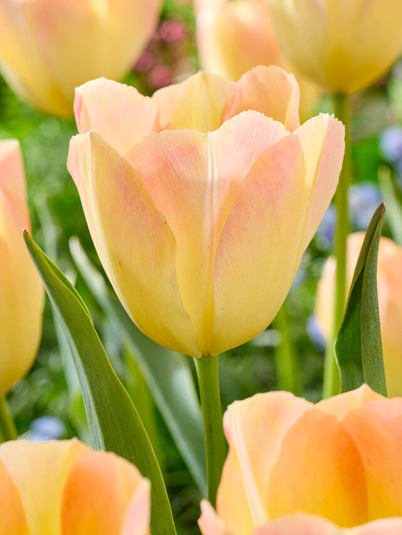 Kaufen Tulpe Jade Maiden aus Holland 