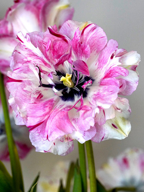 Exclusieve Unieke Tulpenbollen Jonquieres Roze/wit/kersen