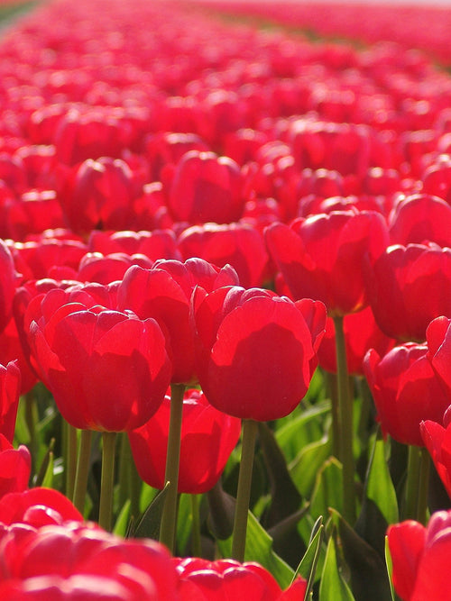Tulp Jumbo Cherry | DutchGrown™