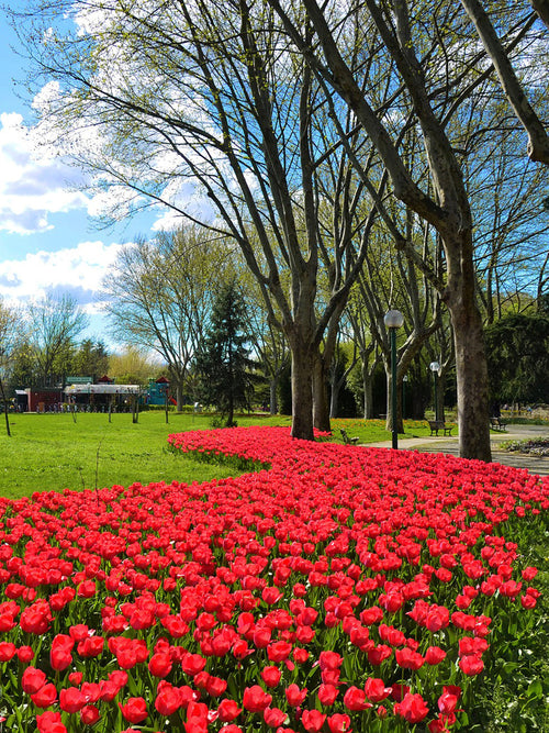 Tulp Jumbo Cherry