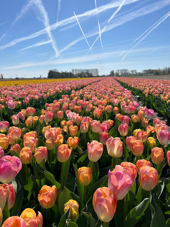 Tulp Jumbo Jet