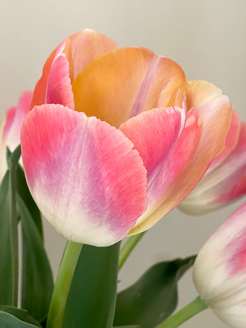 Kopen Tulp Jumbo Jet