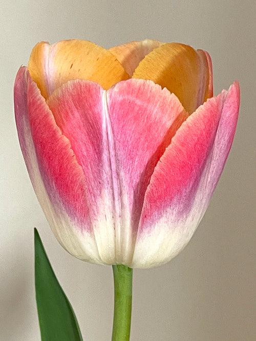 Tulp Jumbo Jet