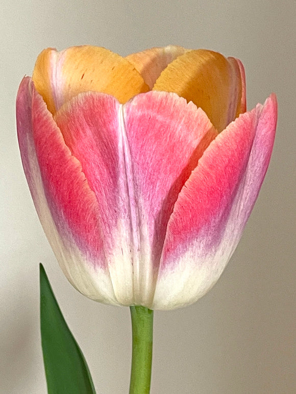 Tulp Jumbo Jet