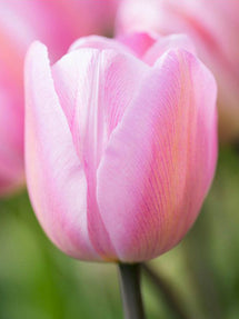 Tulp Jumbo Pink