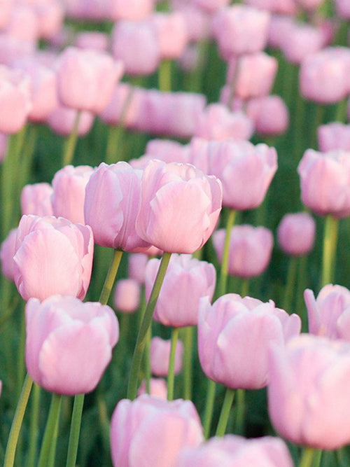 Kopen Tulp Jumbo Pink