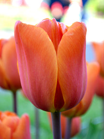 Tulp King's Orange