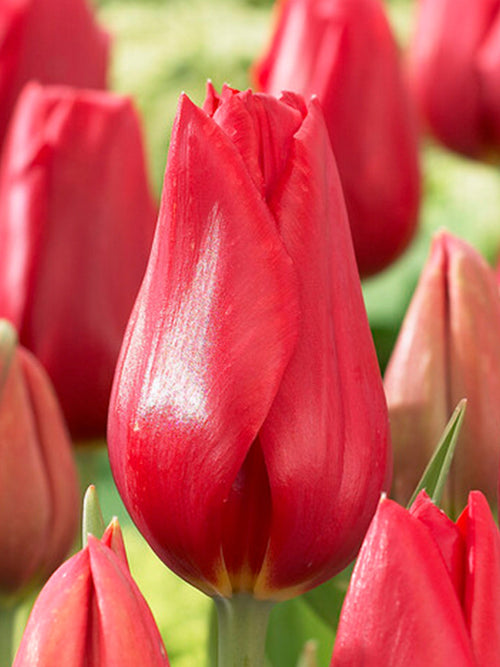 Tulp Kingsblood