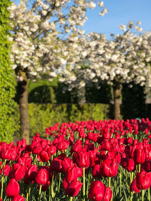 Kopen Tulpenbollen Kingsblood