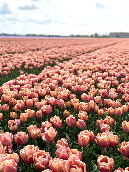 Kopen Tulp La Belle Epoque uit Nederland