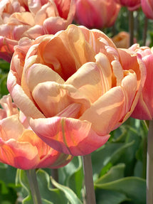 Tulp La Belle Epoque