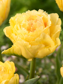 Tulp Lemon Shoot