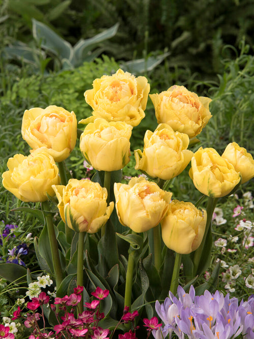 Tulp Lemon Shoot