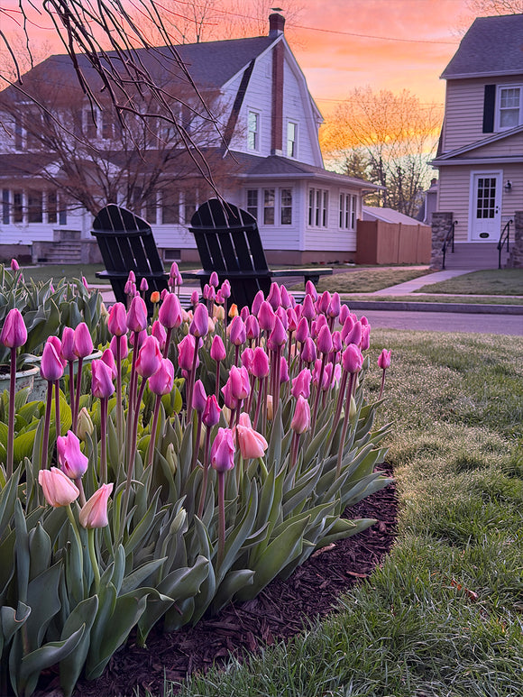 Tulp Light and Dreamy