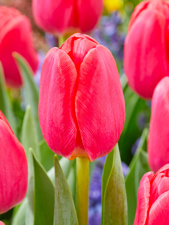Tulp Lipstick