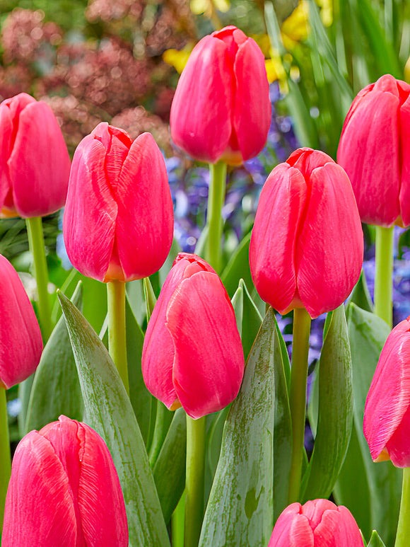 Tulp Lipstick