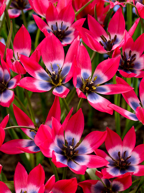 Lage tulp in rotstuin