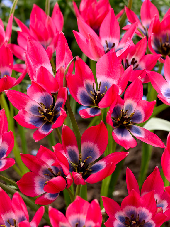 Roze stervormige tulpenbloem