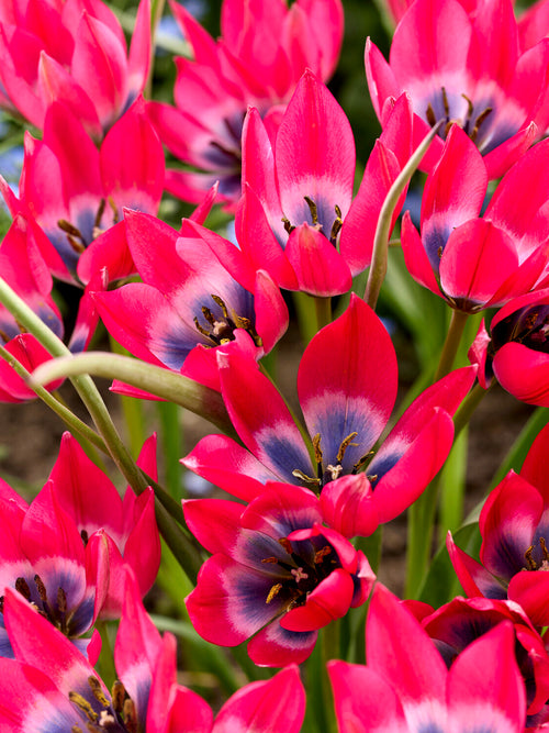Botanische tulp met blauw hart