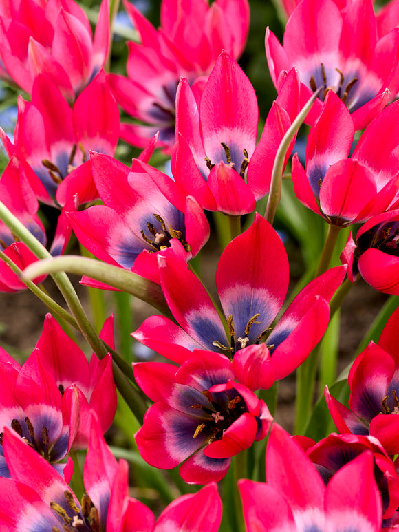 Botanische tulp met blauw hart