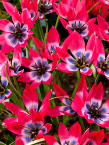 Tulipa Little Beauty