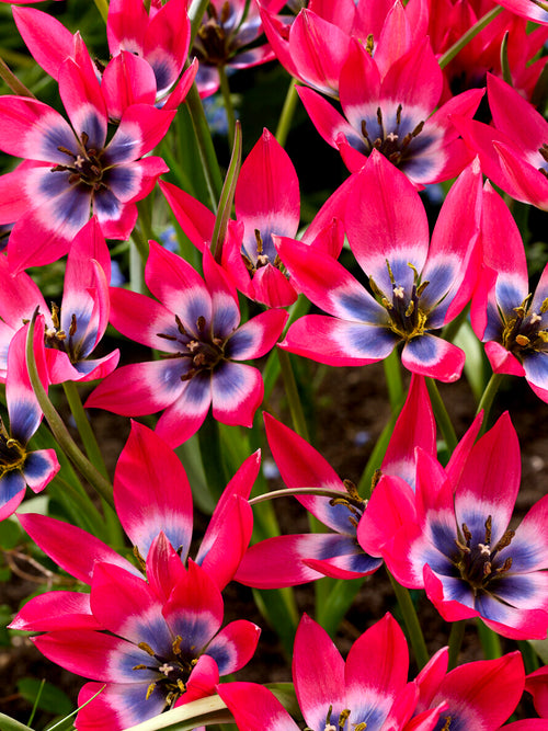 Tulipa ‘Little Beauty’ in bloei