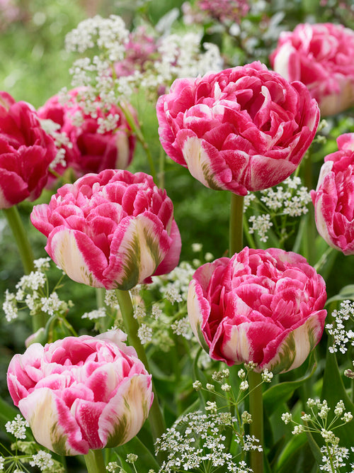 Close-up van Tulp Marshmallow met pioenachtige bloemblaadjes