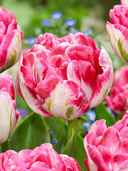 Tulp Marshmallow