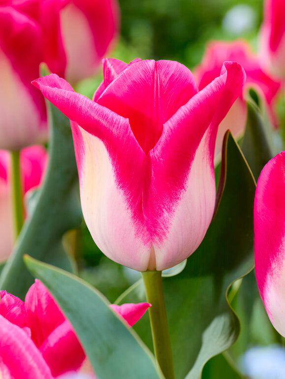 Tulpe Memphis aus Holland kaufen