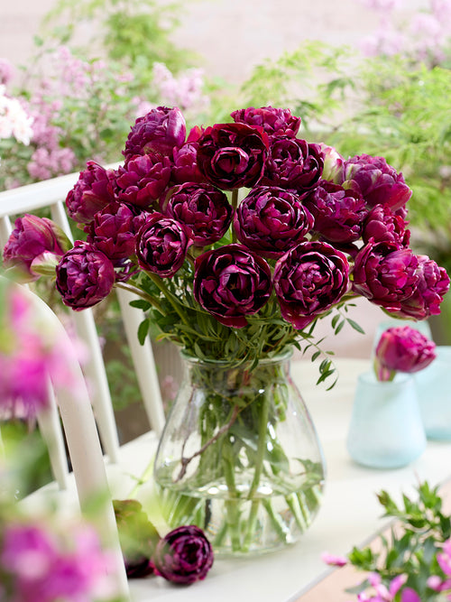 Tulp Mystery Dream