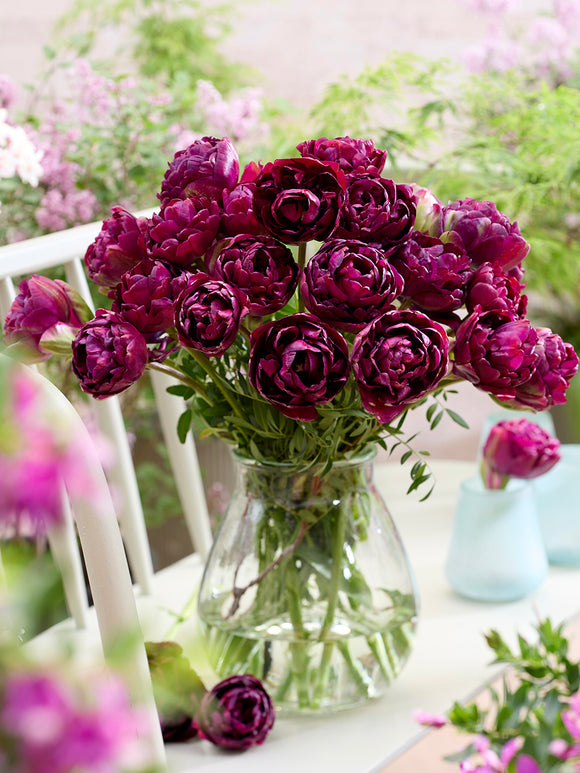 Tulp Mystery Dream