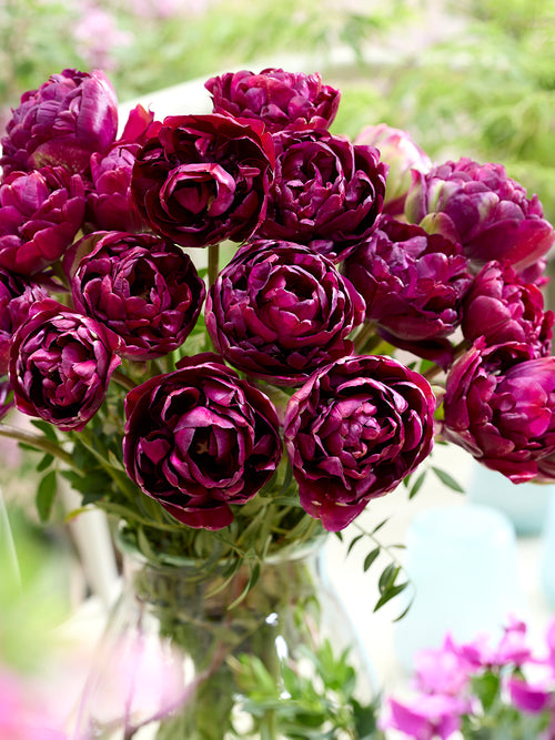 Tulp Mystery Dream