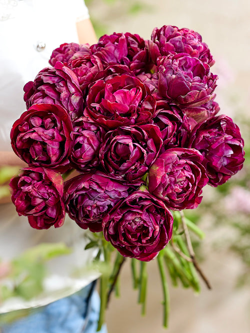 Tulp Mystery Dream