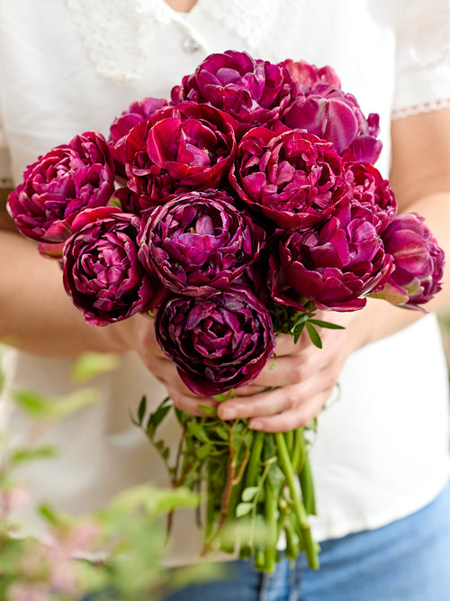 Tulp Mystery Dream
