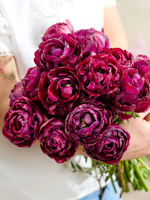 Tulp Mystery Dream