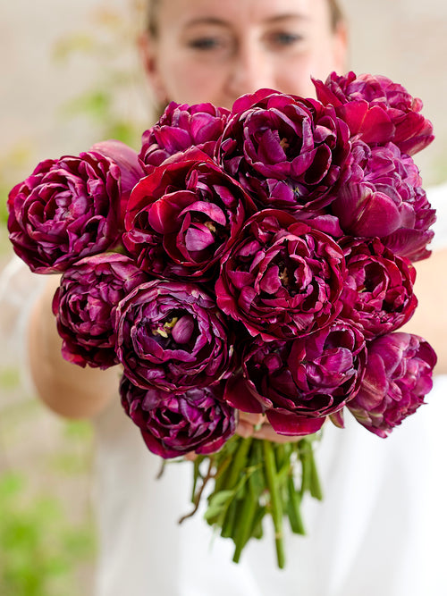 Tulp Mystery Dream