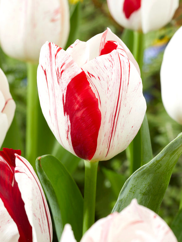 Triumph-tulp One Direction in bloei in het voorjaar