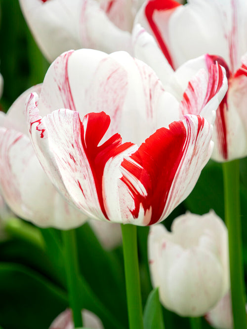 Groep Tulp One Direction in een tuinborder