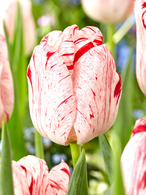 Snijbloemen van Tulp One Direction in vaas