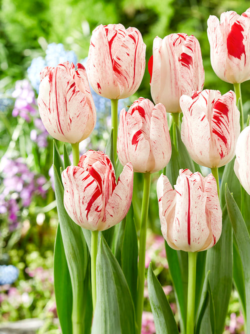 Tulp One Direction