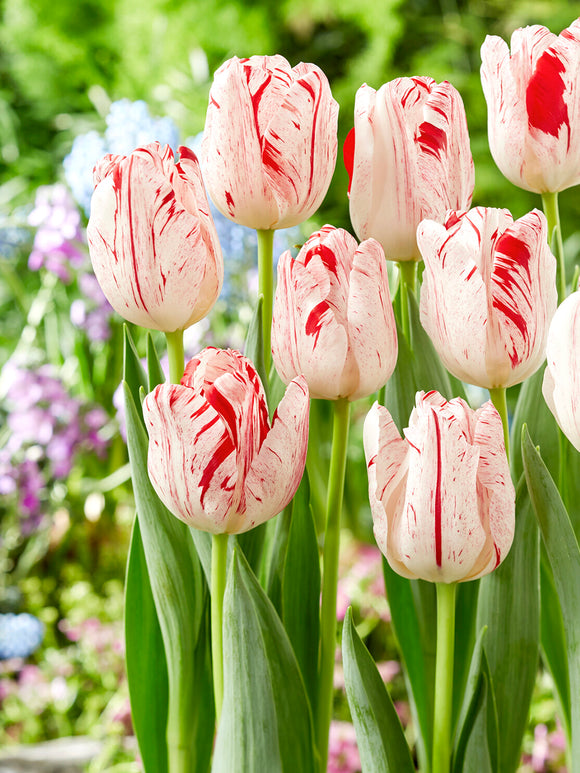 Tulp One Direction