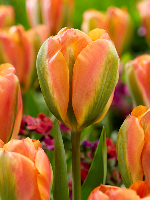 Tulp Orange Marmelade oranje groen