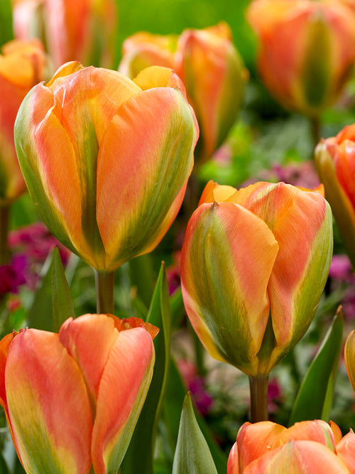 Viridiflora Tulp Orange Marmelade