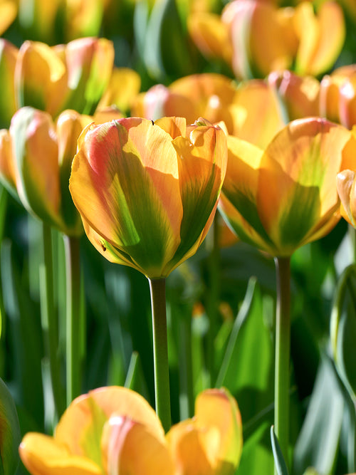 Oranje tulp met groene tekening