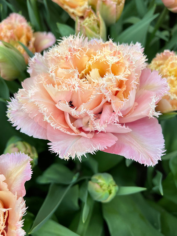 Tulp Pink Magic dubbel gefranjerd